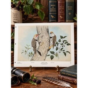 1968 Rex Brasher Gilded Flicker Bird Vintage Original Book Plate Wall Art Decor